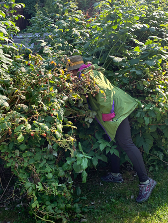 Raspberries everywhere