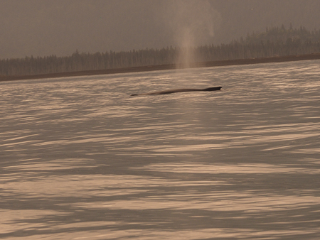 Humpback Whale