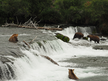 Brooks Falls