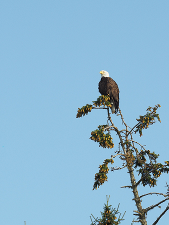 Bald Eagle