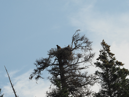 Two Fledglings in their next