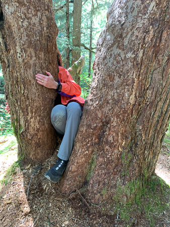 In a Hemlock Forest