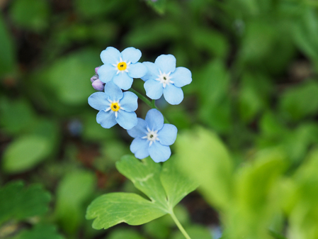 Alpine Forget-Me-Not