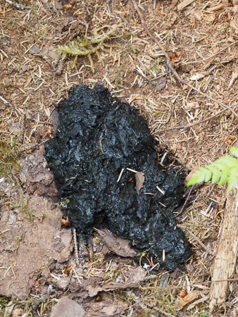 Bear Scat