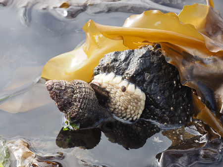 Triton Sea Snail