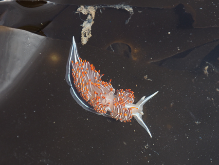 Opalescent Nudibranch