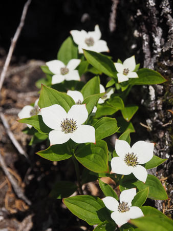 Alaska Dogwood