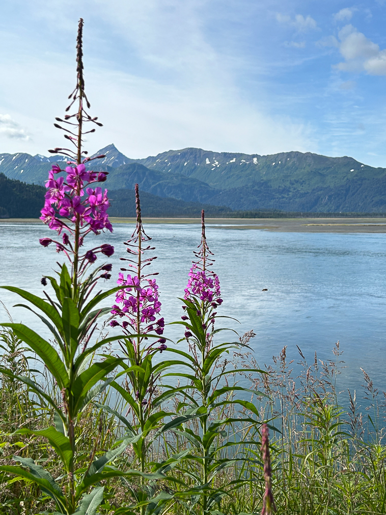 Fireweed