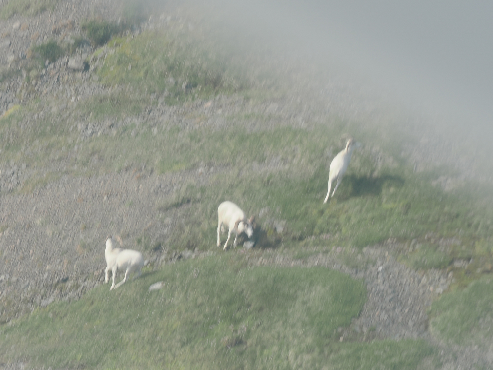 Dall Sheep