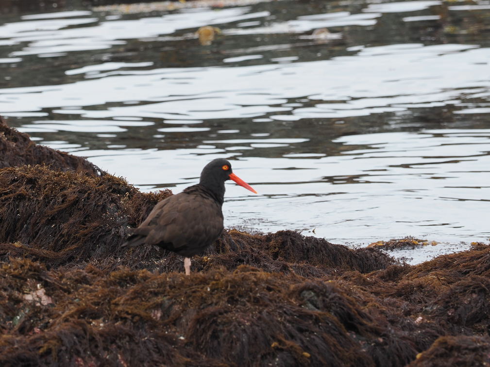 Black Oyster Catcher