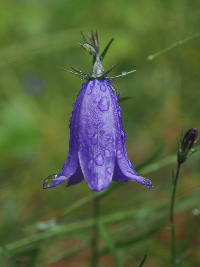 Mountain Harebell