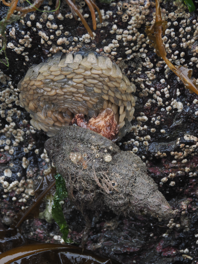 Snail and Eggs