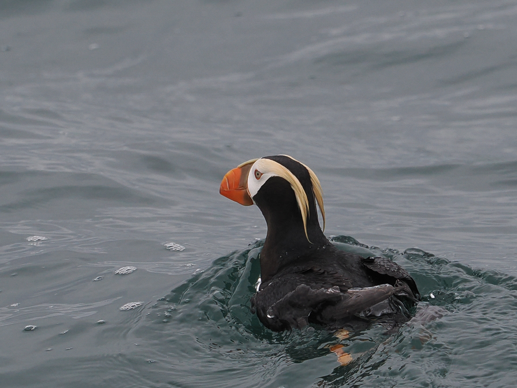 Tufted Puffin