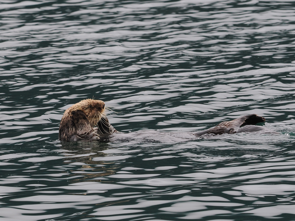 Otter