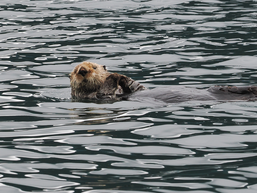 Otter