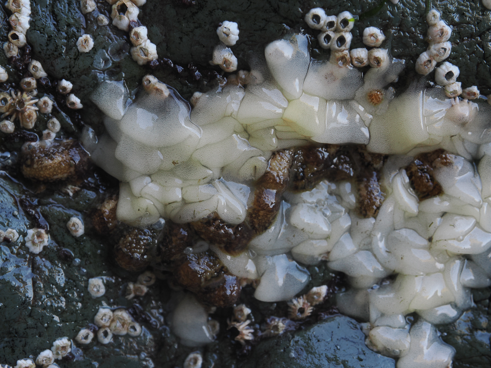 Nudibranch's Eggs