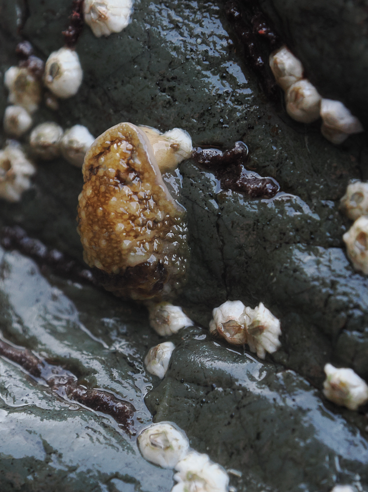 Barnacle-Eating Dorid