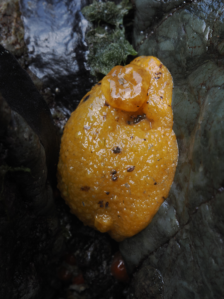 Monterey Sea Lemon