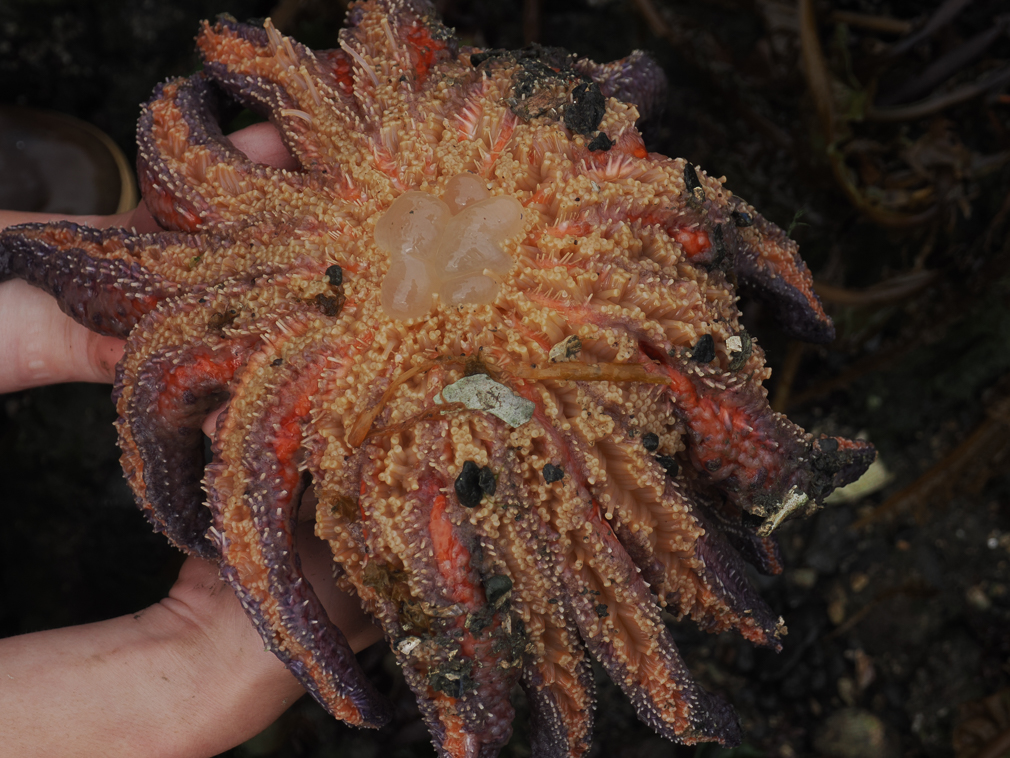 Sunflower Sea Star