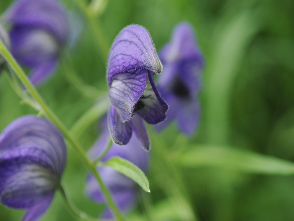 Monkshood