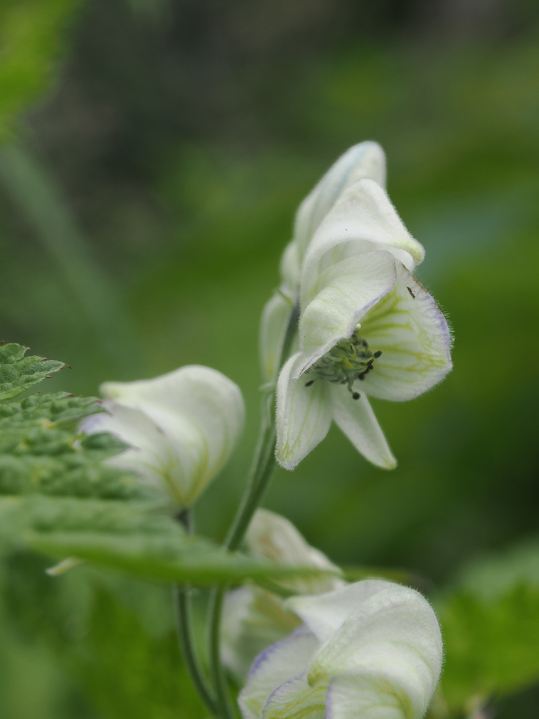 Monkshood