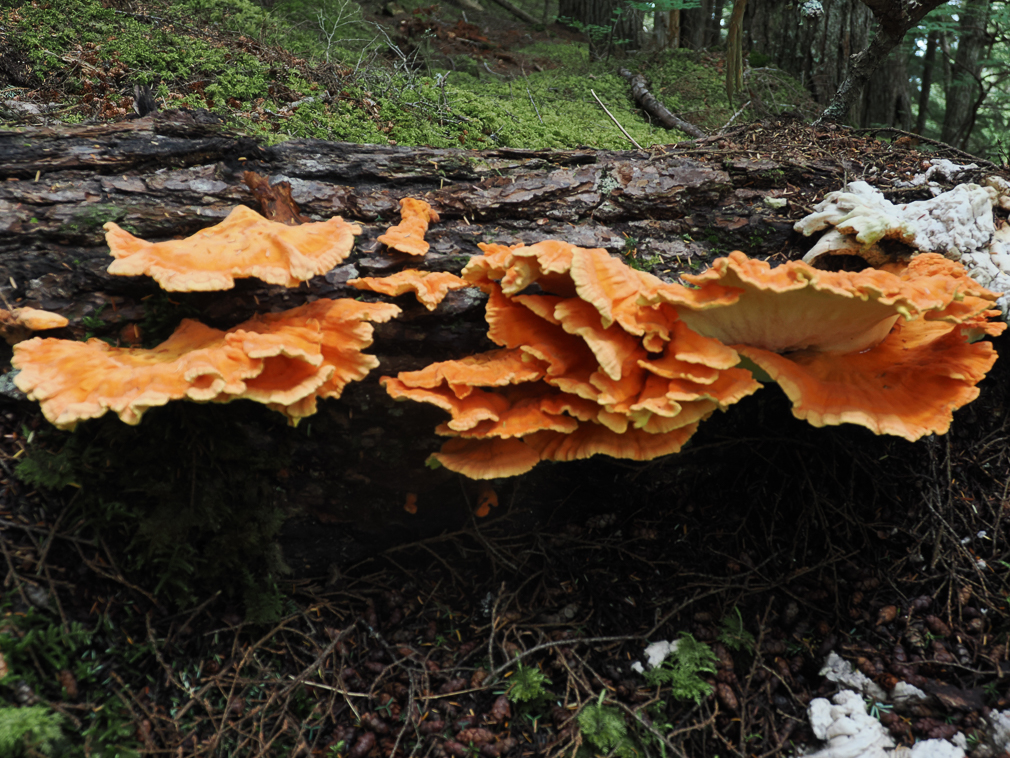 Chicken of the Forest