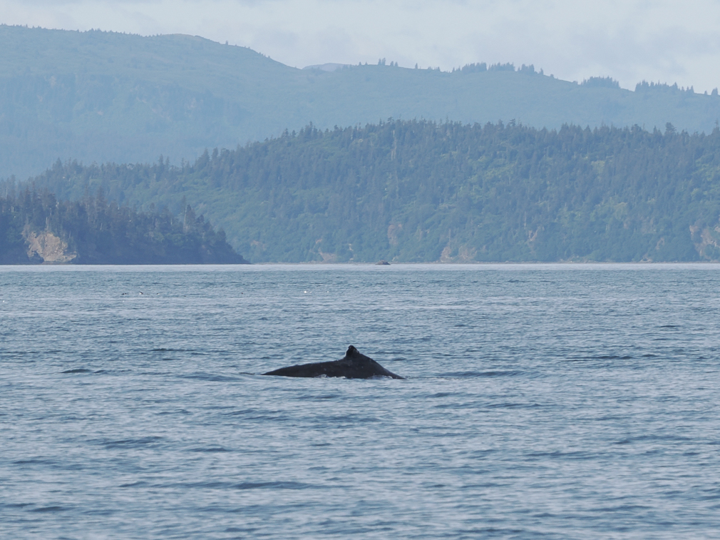 Humpback Whale