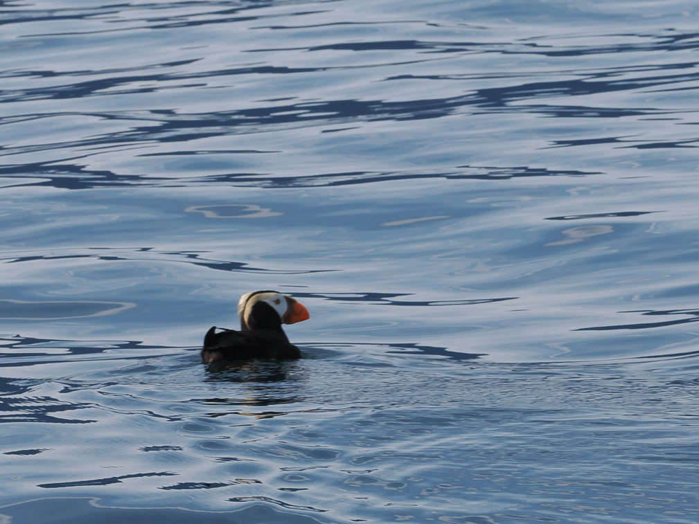 Tufted Puffin