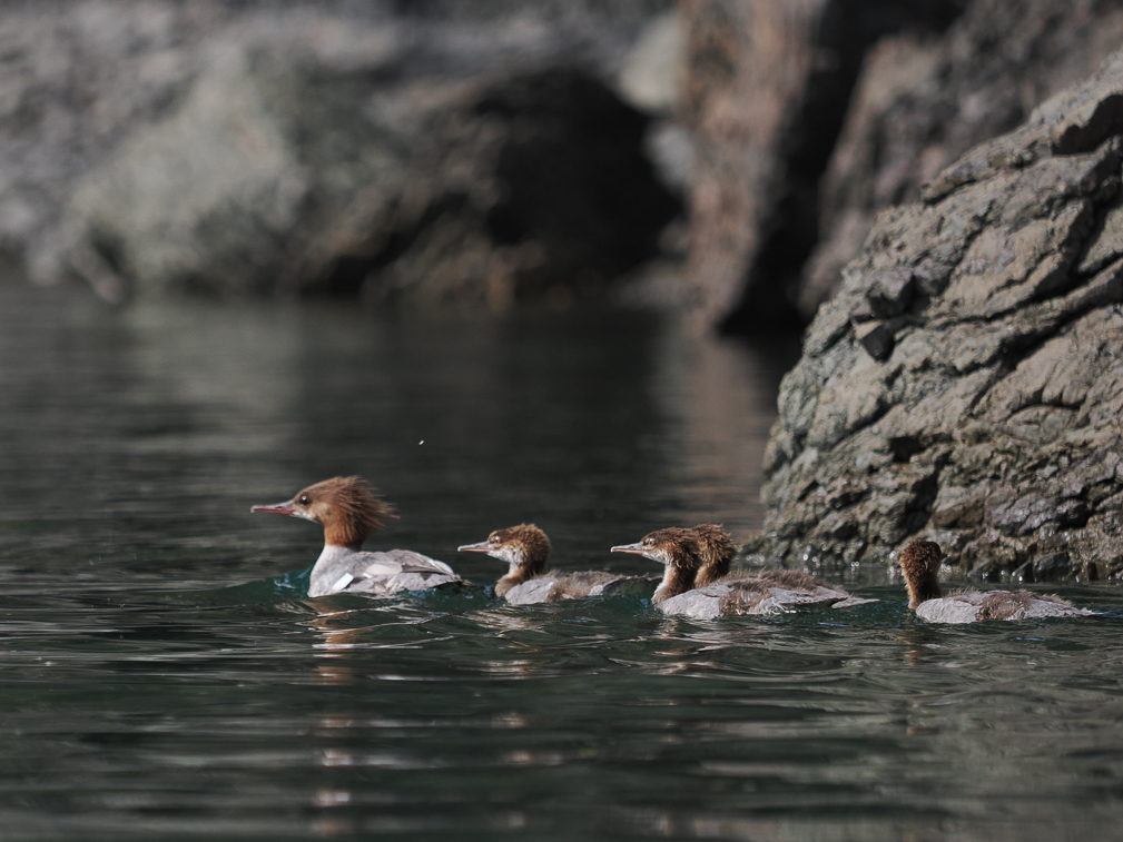 Red-breasted Merganser