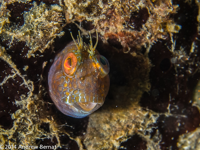 Barred Blenny