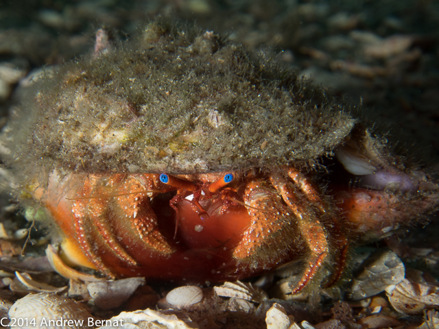 Hermit Crab