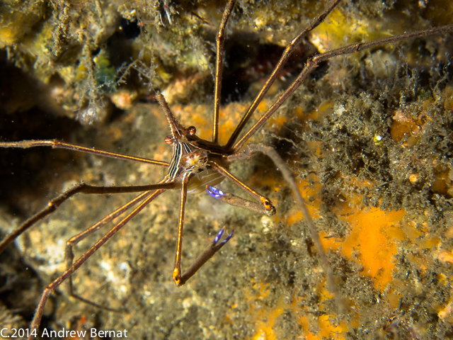 Yellowline Arrow Crab