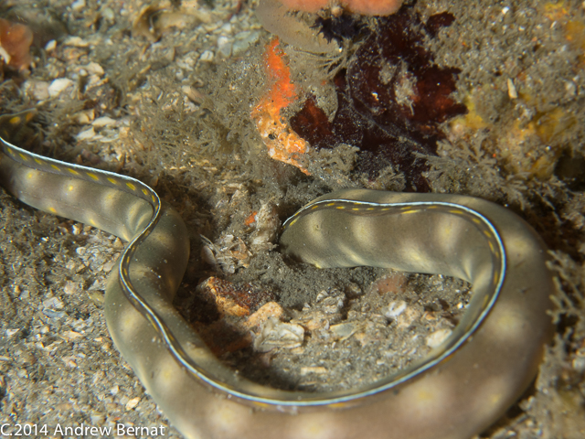 Sharptail Eel