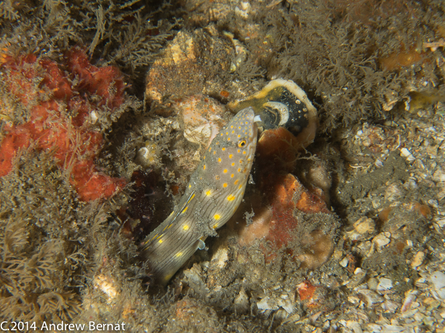 Sharptail Eel