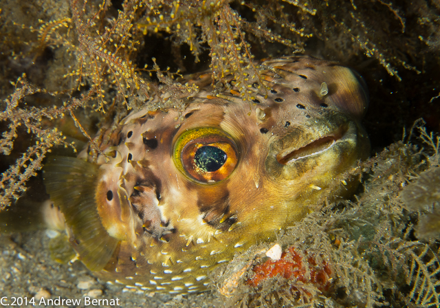 Balloonfish