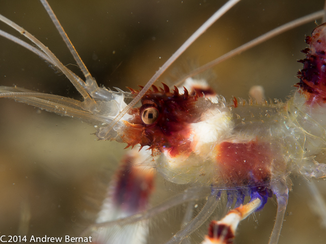 Banded Coral Shrimp