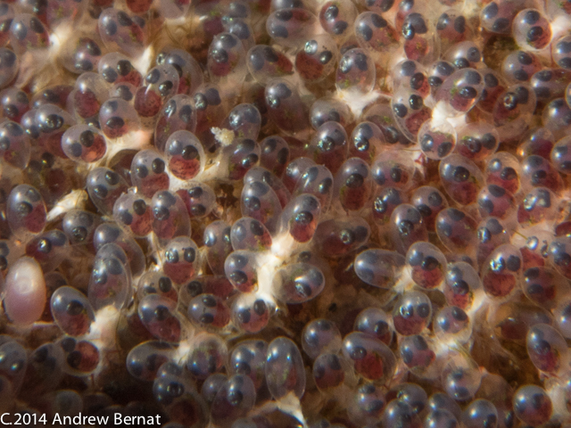 Sergeant Major Damselfish eggs