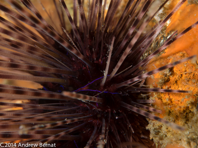 Sea Urchin