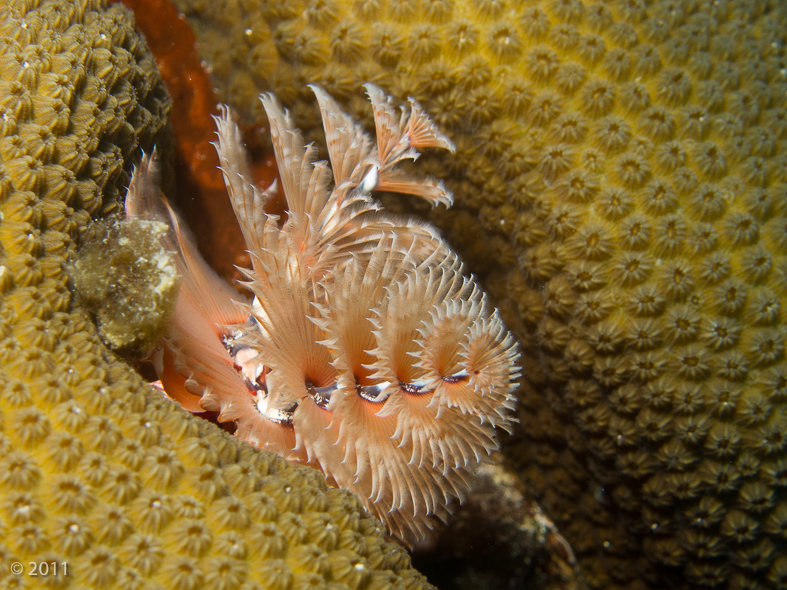 Christmas Tree Worm nestled in a coral head. Those are their feeding parts.