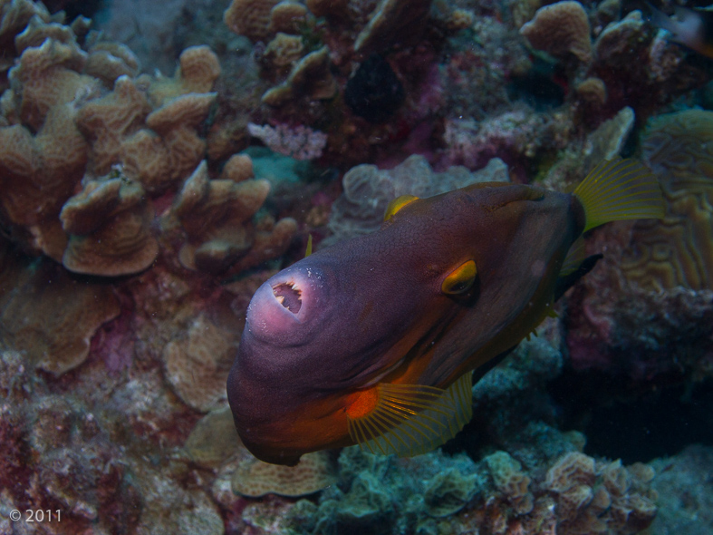 White Spotted Triggerfish