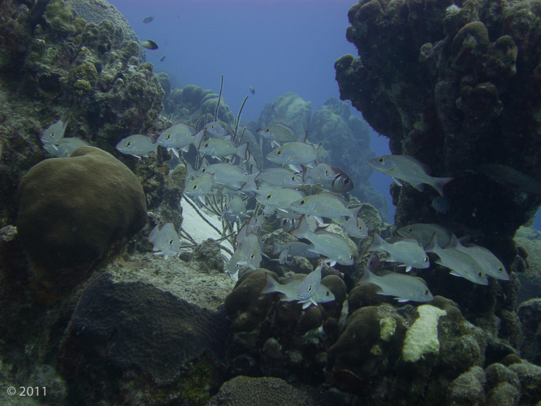 Schooling Mahogany Snapper