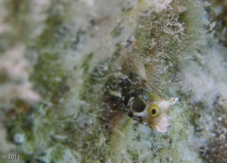 but it’s more like a Secretary Blenny condo (he’s the size of a pencil)