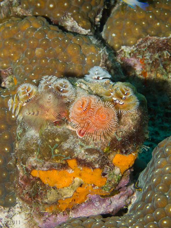 A garden of Christmas Tree Worms