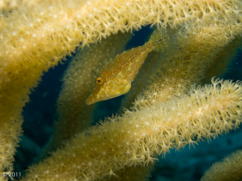 Slender filefish