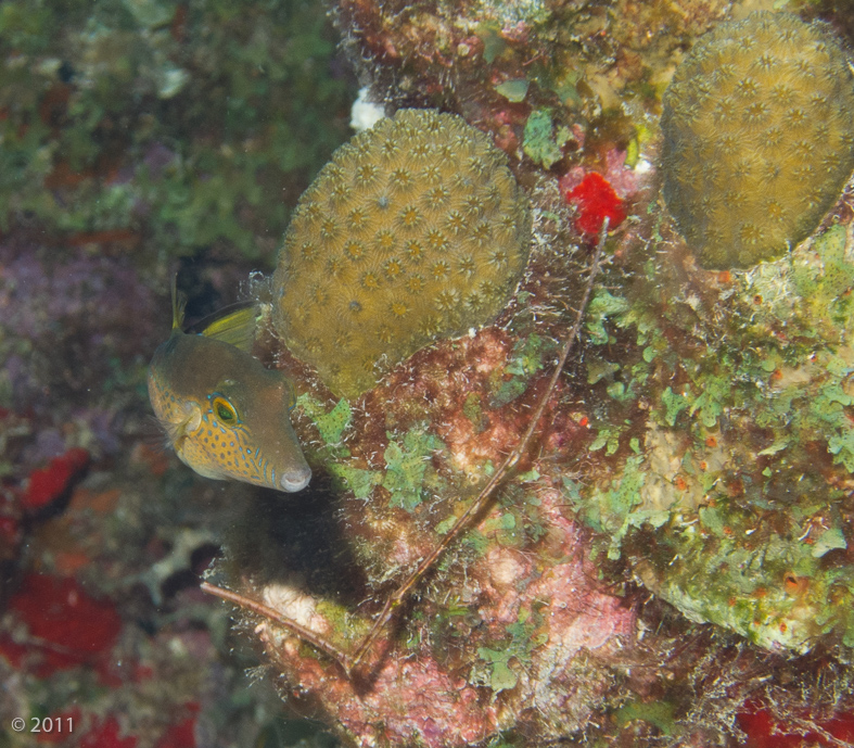 Sharpnose Puffer