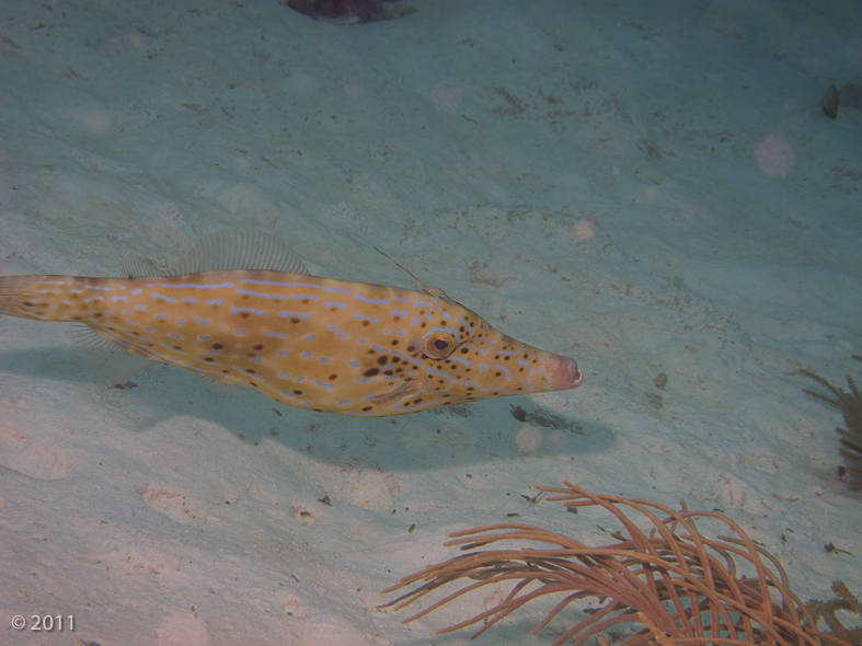 Scrawled Filefish