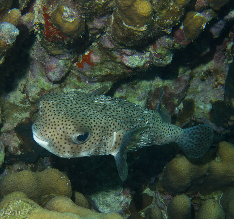 Porcupinefish - these blow up when frightened but scaring them puts enormous stress on them and one simply doesn’t do it