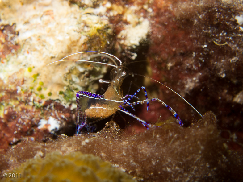 Pederson Cleaner Shrimp