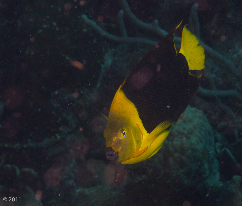 Rock Beauty, a member of the angelfish family - my first decent photo of one