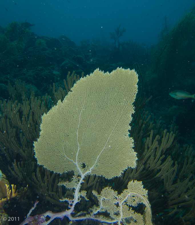 Sea Fan